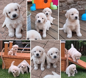 Hunderasse Retriever Golden Retriever Welpen -kleine Herzensbrecher duchen ihr Zuhause in ...