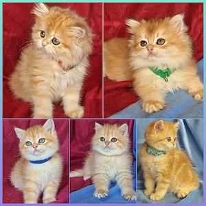 Bkh Kitten mit Stammbaum Abgabebereit 