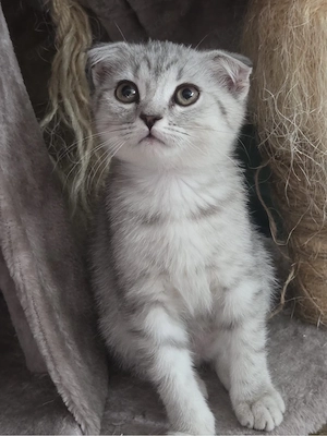 babykatzen 