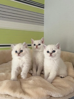 BKH Blh Kitten 