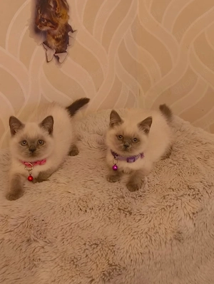 Süße BKH Katzen Babys 