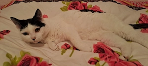 Katze " Minka " kastriert