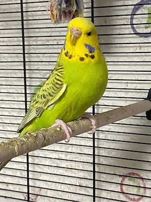 Wellensittich weibchen kiki sucht dringend neues zuhause
