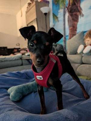 Zuckersüßes Zwergpinscher-Mädchen (4 Monate) sucht ein liebevolles Zuhause (inkl. Zubehör & Impfpass
