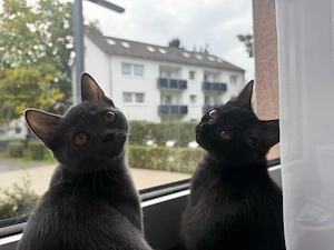 Zwei süße Kitten-Mädchen suchen gemeinsam ein liebevolles Zuhause