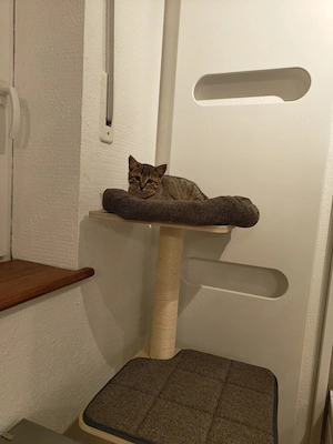 Kätzchen Kitten junge Katze ca. 16 Wochen alt hübsches Katzenmädchen 