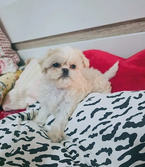 Shih tzu toy Welpe Mädchen 