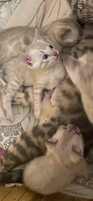 Reinrassige Bengal Kitten Snow 