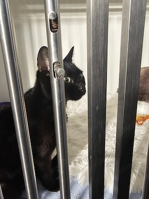 Wunderschöne Katzen Babys 