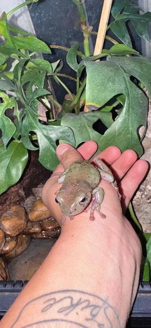korallenfinger Laubfrosch 
