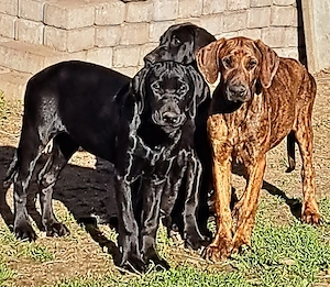Weimaraner Dobermann Mischling 