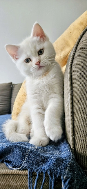 Traumhafter BKH-Perser-Mix Kater Katze Hauskatze in seltenem Blond-Weiß ? Einzigartiger Schmuser