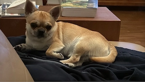 Chihuahua Deckrüde ( Rassen Typ Cooby)