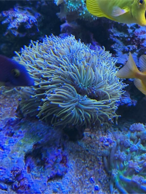 Euphyllia Holy Grail Koralle Meerwasser glabrescens LPS SPS Meerwasseraquarium 