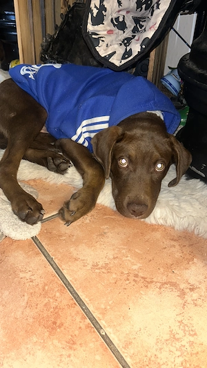 2Rüden suchen ein neues Zuhause 