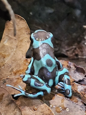 Junge Dendrobates auratus Bronce Birkhahn abzugeben 