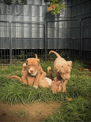 American staffordshire Welpen suchen ein liebevolles Zuhause