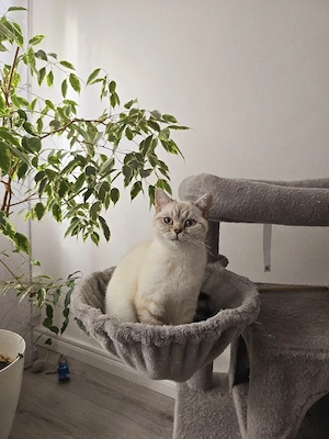 Reinrassige BKH blue Point (w) - Bella