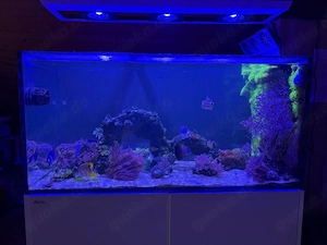 Aquarium  Red Sea   Meerwasser  Auflösung