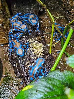 Junge Dendrobates auratus Superblue abzugeben 
