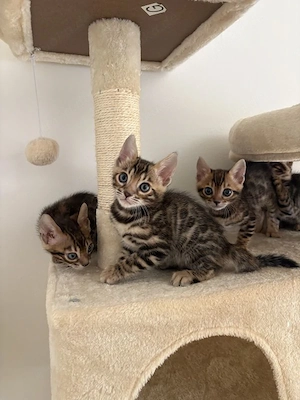 Wunderschöne Bengal Kittens