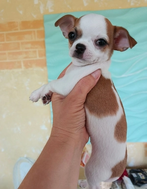 Chihuahua Hunde