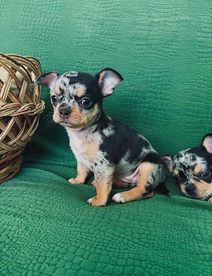 Chihuahua Hunde