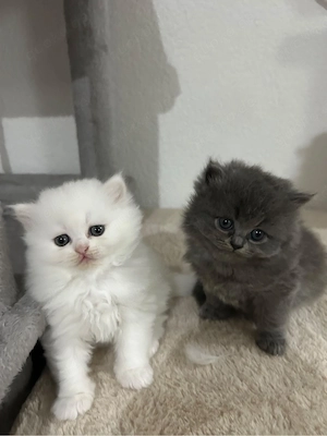Britisch Langhaar BLH Kitten