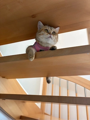 BKH Katzen mit Impfpass