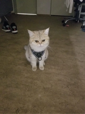 BKH Katzen mit Impfpass