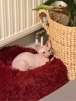 Wunderschöner Sphynx-Kater (1 Jahr alt, kastrier)