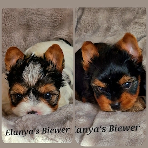 Zuckersüße kleine Biewer Yorkshire Terrier, Yorkshire Terrier 