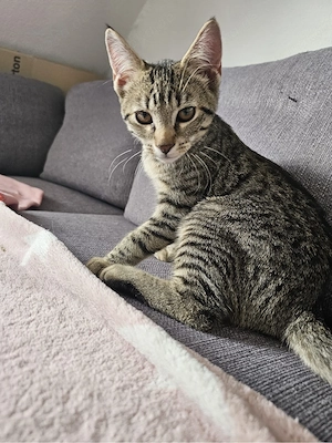 kater abzugeben 