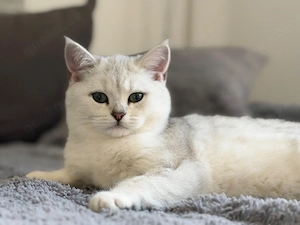 BKH Kitten reinrassig 