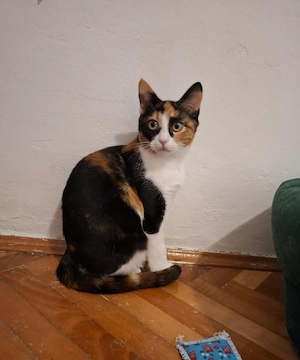 Bezaubernde Jeannie sucht ihr Kuschelkörbchen