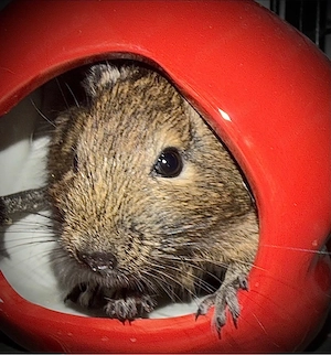 Degu Männchen