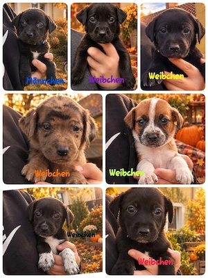 Border Collie Rhodesian Ridgeback deutsche Dogge Welpen