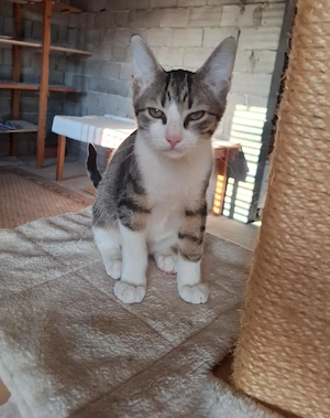 Verschmuster Kimba sucht seine Familie