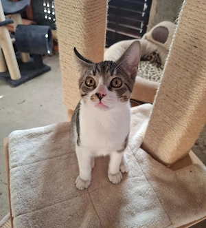 Verschmuster Sammy sucht sein Zuhause 