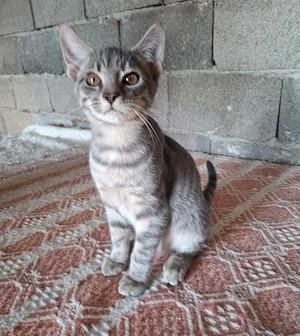 Verschmuster Smokey sucht liebe Familie
