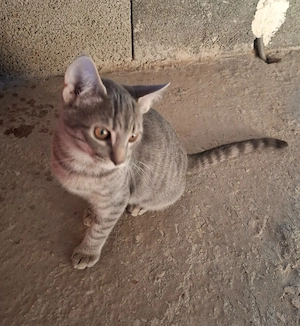 Verschmuster Smokey sucht liebe Familie