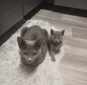 Reinrassige Russisch blau kitten 
