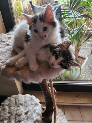 2 Maine Coon Mix Kitten suchen ein liebevolles Zuhause 