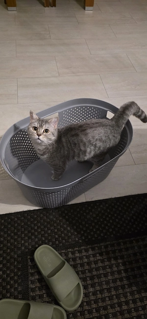 BKH Katze (3 Jahre) sucht neues Zuhause