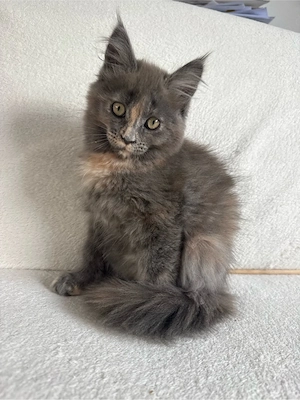 Wunderschöne XXL Maine Coon kitten Katzen 12 wochen