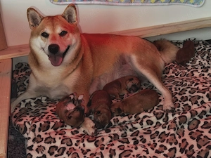 Shiba Inu Welpen - Fünf kleine Apfelbäckchen