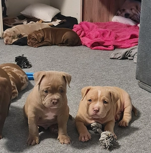 American Bully Pocket Welpe in 2 Wochen abgabbereit