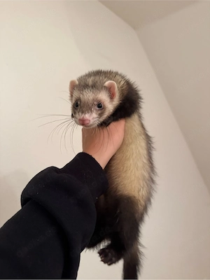 Ein süsses Frettchen Baby sucht zuhause 
