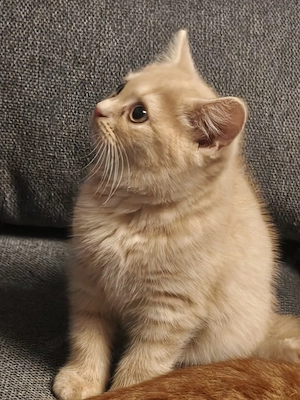 BKH Norwegische Waldkatze Mix 