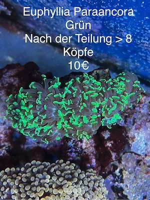 Euphyllia Paraancora und Acanthastrea Meerwasser Koralle